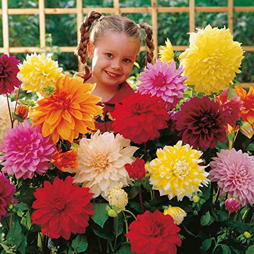 Mixed Giant Flowering Dinnerplate Dahlia Tubers - 5, 10 or 25 tubers - Free P&P (5)