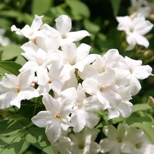 Plant Theory 60cm Cane Jasminum officinale Jasmine White Flowering Vine Climbing Plant 3L Pot