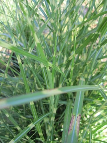 Chinaschilf Strictus Dwarf - Miscanthus sinensis - Niedriges Zebra-Schilfgras