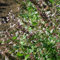 Blumixx Stauden Nepeta grandiflora 'Dawn to Dusk' – Katzenminze, hellrosa Blüten, bienenfreundlich & duftend, winterhart, im 0,5 Liter Topf