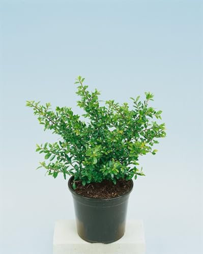 Ilex crenata 'Ellipta Convex' 100-125 cm - Japanische Stechpalme, immergrün, ideal für Hecken und Formschnitt, winterhart, pflegeleicht