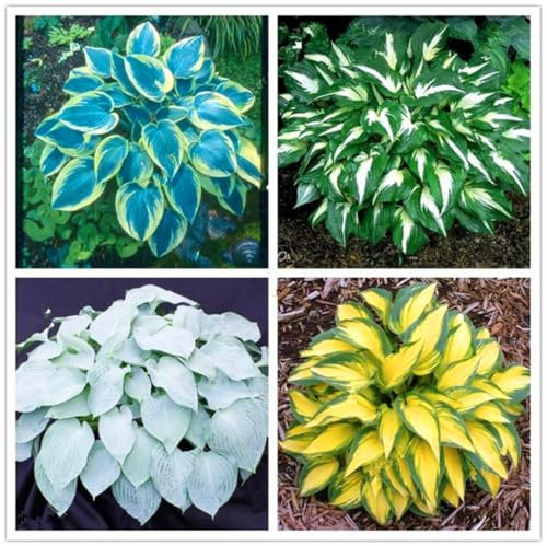 Hosta bulbo,hosta planta,Hosta pianta in vaso,Herbáceas Perennes,bulbo di Hosta,Rizoma Hosta,Hosta,Hosta pianta,Rizoma de hosta,hosta Rizoma,hosta pianta,Embellecer el ambiente.-10bulbos-C