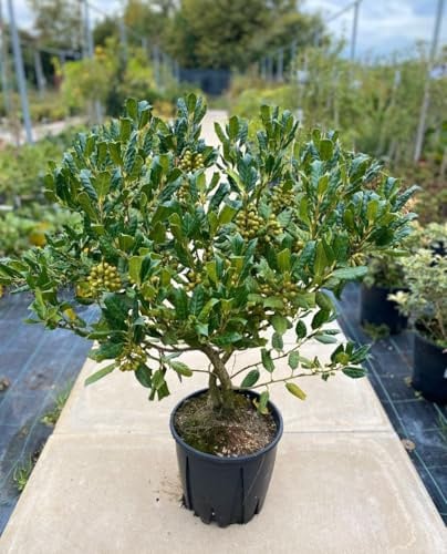 ILEX NELLIE STEVENS – Agrifoglio in vaso 24 cm - h. pianta 70/80 cm