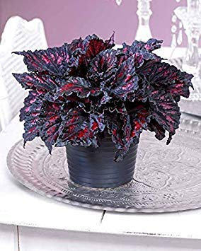 Potseed . 100PCS Unique 24 Couleurs Begonia Fleur Balcon Cour Coleus Fleur en Pot, Variété complète, Le taux bourgeonnant 95%: 22