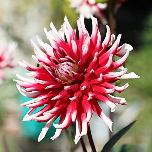 Dahlien Knollen Winterhart Blumenzwiebeln Zimmerpflanzen FrüHblüHer 4 Weiß Rot Dahlien Zwiebel Gartenpflanzen Winterhart MehrjäHrig FrüHblüHer Zwiebeln Balkon Pflanze