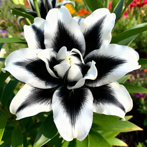 Leicht Anbaubare Funkien/Lilien/lilium Dauerwüchsig Winterfest&Prachtvolle lilien Wurzelstock/Geeignet Für Neueinsteiger-2Rhizome-G