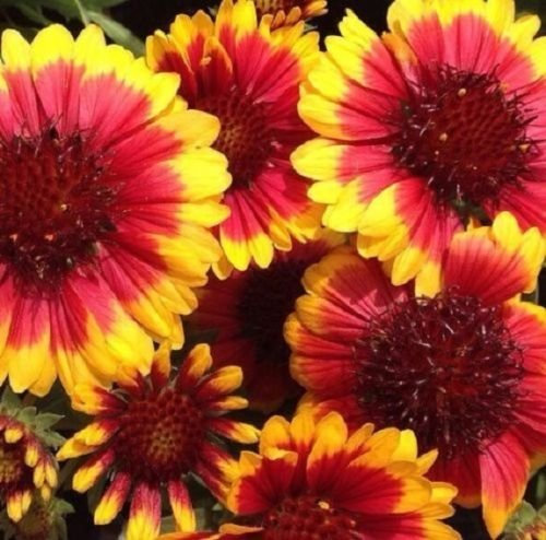 30 + Semi Gaillardia Arizona Sun Bi-Color/perenne fiore