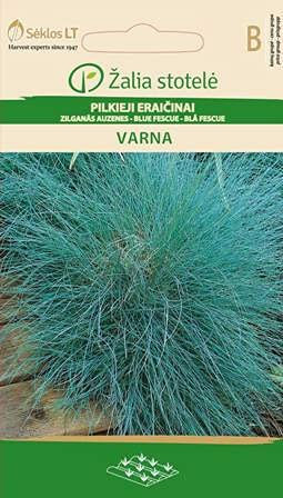 Seklos LT | VARNA FUScuL AZUL | Semillas de flores | Planta ornamental perenne | Semillas de flores decorativas | Semillas de plantas | Se adapta a Beetum | 1 paquete