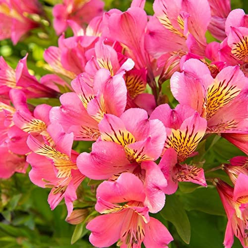 Hardy Perennial Alstroemeria Summer Rose Peruvian Lily Patio Cottage Low Maintenance Exotic Specimen Bouquets 3 x Jumbo Plug Plants by Thompson and Morgan