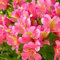 Hardy Perennial Alstroemeria Summer Rose Peruvian Lily Patio Cottage Low Maintenance Exotic Specimen Bouquets 3 x Jumbo Plug Plants by Thompson and Morgan