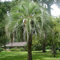 PINDO PALM, Butia capitata, Gelee-Palme essbare Früchte 10-100 - 500 Samen
