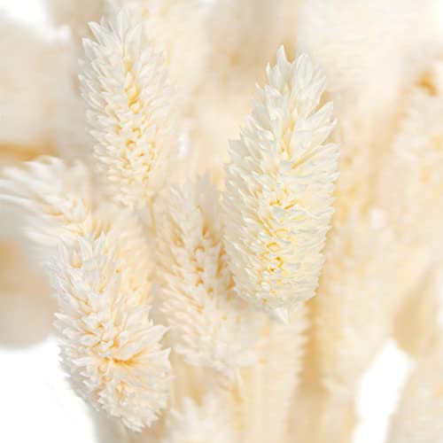 Blumigo 1 Bund - Phalaris Glanzgräser – getrocknet und Gebleicht in Creme-Weiß