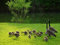 Jigsaws Puzzle 1000 Pieces for Adults Geese and Goslings Modern Artood Toys Fun Games Great Educational Kids50x70cmSCd399