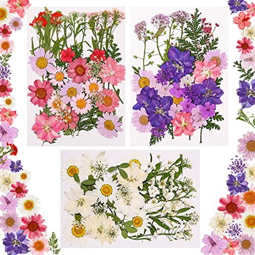 Winkwinky 105 Stück Getrocknete Blumen, Echte Natürliche Getrocknete Gepresste Blumen Deko Getrocknete Blätter Set Mehrfarbige Trockenblumen Klein Für Epoxidharz Kerze Scrapbooking Handwerk DIY