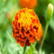100 semi di calendula freschi