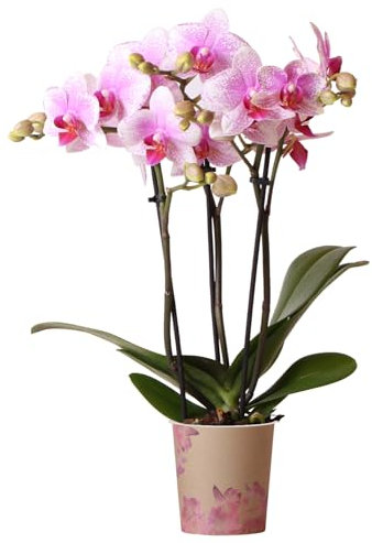 Orchid Phalaenopsis Rotterdam - Moth Orchid - Real Indoor Plant - Orchid House Plant - Live Plants for Living Room, Bedroom, Office - Indoor Plant Decor (9cm Pot, 30-40cm)