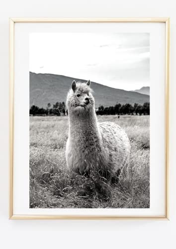 Din A4 Kunstdruck ohne Rahmen - Alpaka auf Wiese - Lama - Foto Schwarz Weiß - Druck Poster Bild