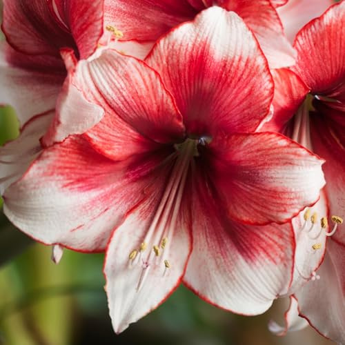Amaryllis Temptation Winter Flowering Bulbs - White Trumpet Shaped Flowers with Vibrant Red Accents Ideal for Indoor Amaryllis Pots or Mixed Bulb Pots - Autumn Bulbs for Planting Now UK (Pack of 3)