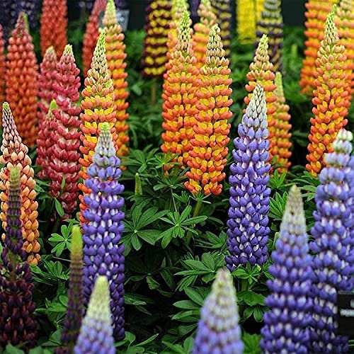 200 Stück lupinensamen mehrjährig winterhart lupinen samen - Seltene Pflanzen serie - mix wildflower summer stauden winterhart mehrjährig blumen blumensaat flower seeds pflanzen geschenk