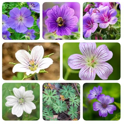 350 pcs Storchenschnabel Pflanze Winterhart Samen, deko pflanzen garten geschenke für frauen, Storchschnabel Samen, balkonblumen balkonpflanzen winterhart gartenarbeit seeds balkonpflanzen