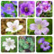 350 pcs Storchenschnabel Pflanze Winterhart Samen, deko pflanzen garten geschenke für frauen, Storchschnabel Samen, balkonblumen balkonpflanzen winterhart gartenarbeit seeds balkonpflanzen