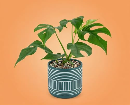 Monstera minima Zwerg-Fensterblatt - kompakte Zimmerpflanze mit gefiederten Blättern - schnellwüchsige Kletter- & Hängepflanze - Rhaphidophora im 12 cm Topf, ca. 23 cm