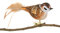 Birds of Glass® Glas-Vogel, Feldsperling mit Naturfeder, Glasschmuck Made in Germany aus eigener Herstellung, deko Vogel mit Clip, Glasvogel, echter Lauschaer Christbaumschmuck, für Innenbereich