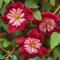 25 Doble Rojo Clematis Seeds grande Bloom trepadora perenne del jardín de flores