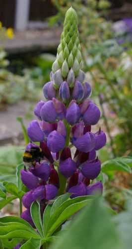Ponak Neue 100pcs Lupine Blumensamen lila