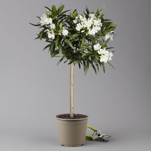 Oleander, Farbe zufällig, Stamm, Topf-Ø 18 cm, Höhe ca. 50