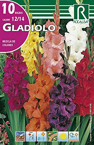 Rocalba Bulbos de Gladiolo Mezcla de Colores (10 Unidades)