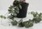 Trailing - Ceropegia Woodii String of Hearts House Plant in 8cm Pot Hanging Basket