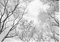WallArena - Vlies Fototapete Baumkronen Wald schwarz weiß Baum Himmel 250x175 cm - Fototapeten - Tapeten - für Wohnzimmer Schlafzimmer - Vliestapete Wandtapete Tapete 3D Effekt- inkl. Kleister