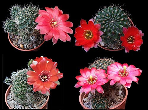Cactus - Aylostera Atrovirens - Mixed Varieties - 30 Seeds