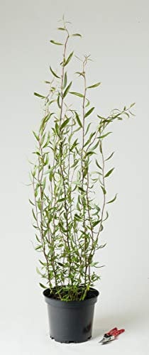 Korkenzieherweide - Salix matsudana Tortuosa 100-150 cm hoch - Garten von Ehren