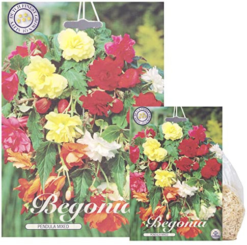 Sommerblumen-Zwiebel-Set, Begonien, Lupinen und Alstroemerien, Winterhart, Bio-Mischung, Mehrfarbig (3 Begonien Pendula Mix)