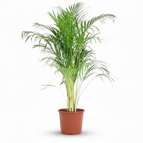 Green boutiQ - Zimmerpflanze - Goldfruchtpalme - Dypsis Lutescens Areca - Grün - Pflegeleicht - 1 Pflanze - Topf 21cm - Höhe 90-100cm