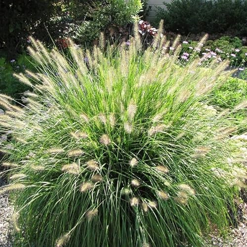 4 x Lampenputzergras Hameln XL – Pennisetum 'Hameln' – Winterhartes Ziergras im 2L Topf (10-20 cm Höhe) – Kompakt & Pflegeleicht