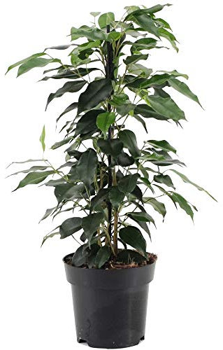 Ficus benjamina Danielle weinende Feigenpflanze für Zuhause oder das Büro (30-40cm mit Topf)