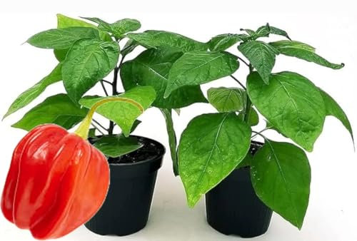 POWERS TO FLOWERS - PEPERONCINO HABANERO RED BIO, 2 PIANTE, Vaso 10cm, piante vere