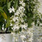 planta de jazmín - semillas plantas de interior semillas flores flores verano plantas jardín resistentes en macetas planta jazmín real decoración balcones para macetas camas elevadas 50pcs
