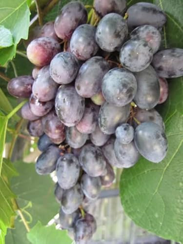 Kernlose Weintraube Magdalena - Vitis vinifera Magdalena