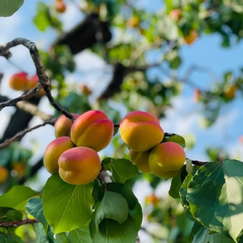 3 piezas semillas de albaricoquero árboles jardín resistente Semillas de albaricoquero semillas Árbol de frutas árboles frutales columnares decoración de jardín para exterior Las plantas
