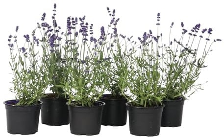 Plant in a Box - Buisson de lavande - Set de 6 - Lavandula angustifolia - Pot 10,5cm - Hauteur 10-15cm