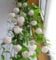 Portal Cool Hoya Carnosa 100Pcs Bonsai Seed-Baum-Blumen Pflanzen Dekor Hausgarten
