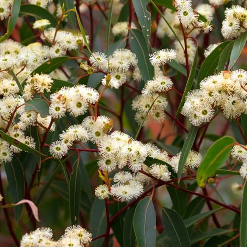 300 pcs eukalyptus samen winterhart - hochbeet balkon, garten hochbeet eukalyptus baum geschenk garten, balkonpflanzen winterharte stauden mehrjährig, sträucher winterhart zimmerpflanze,