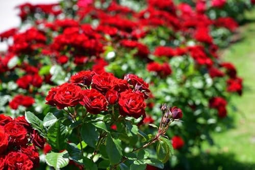 Kletterrose Red Flame in Rot - Kletter-Rose winterhart, stark duftend - Pflanze für Rankhilfe im Topf LK-Gartenwelt