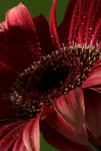 Chrysanthemum Coffee Table Book
