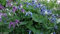25 CLEMATIS Integrifolia mongolische Glocken-Mix (Seeds), rosa, weiß, lavendel, blau