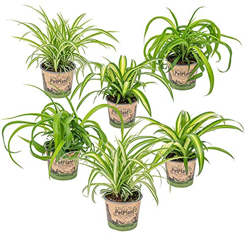 6x Graslilien Mix - Graslilie - Zimmerpflanzen - Luftreinigend – ⌀12 cm - 20-25 cm